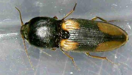 Réf. 227 415 : Cardiophorinae inconnu